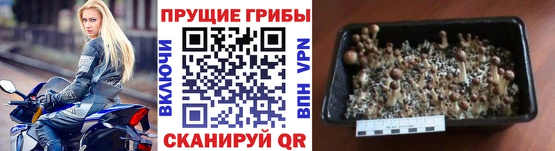 наркотики  Кингисепп  Псилоцибиновые грибы ЛСД 
