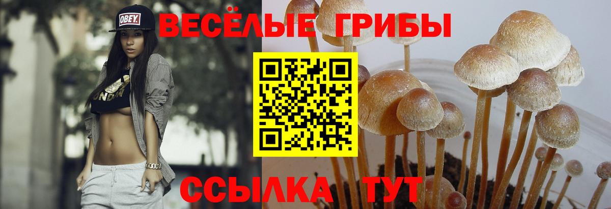 Галлюциногенные грибы мицелий  магазин    Псилоцибиновые грибы Psilocybine cubensis  Кингисепп  Вход с VPN 
